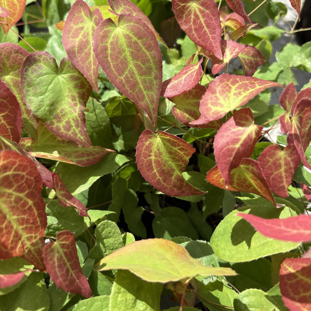 Epimedium x rubrum / Red Barrenwort