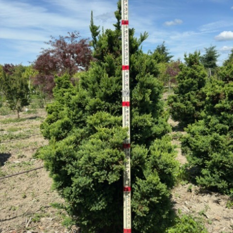 Cryptomeria japonica 'Black Dragon' / Black Dragon Japanese Cedar
