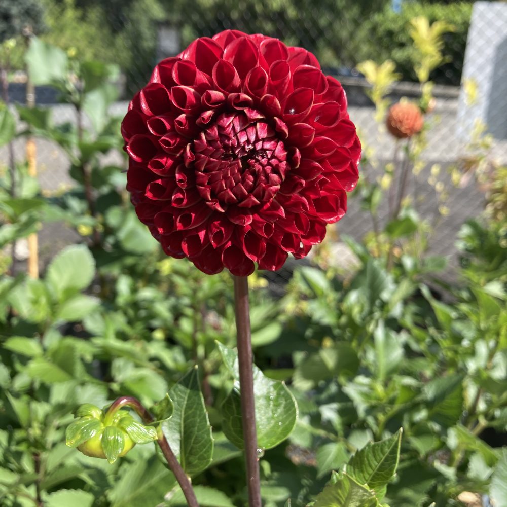Dahlia 'Antique Copper' / Antique Copper Dahlia