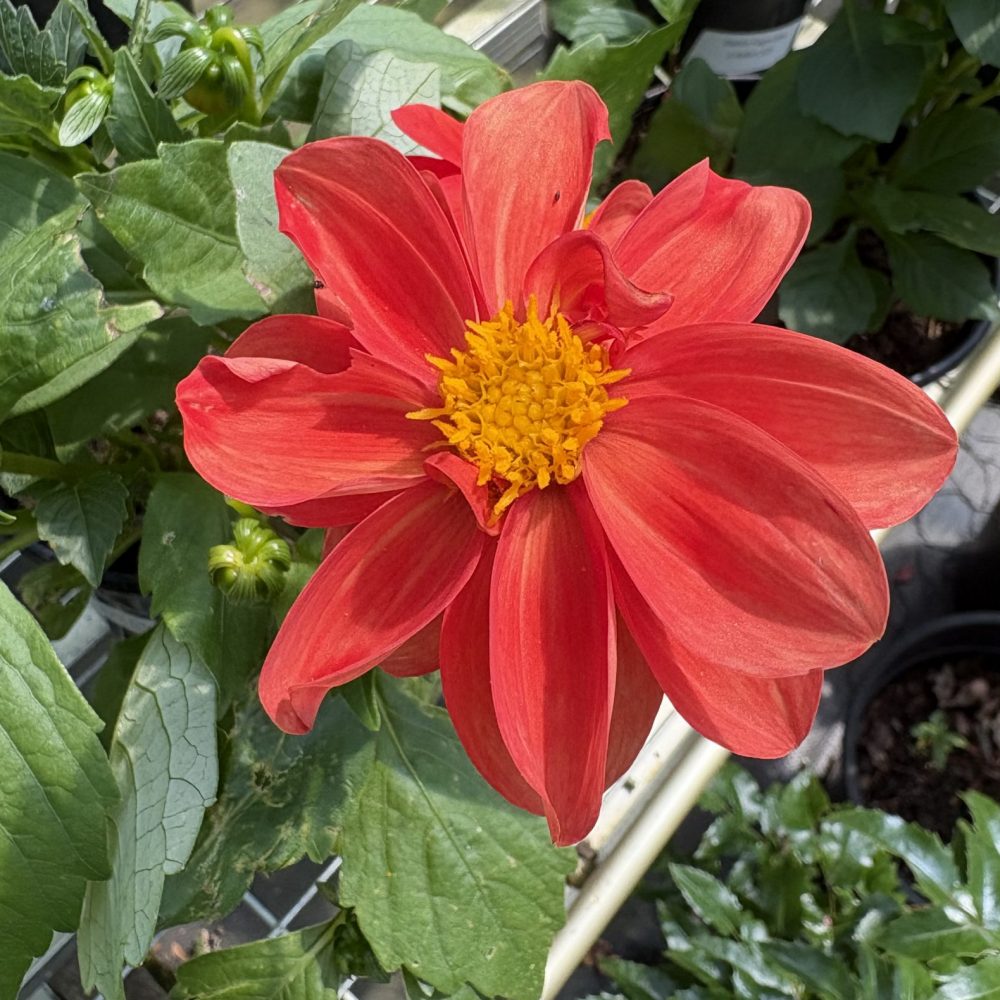 Dahlia Figaro Mix