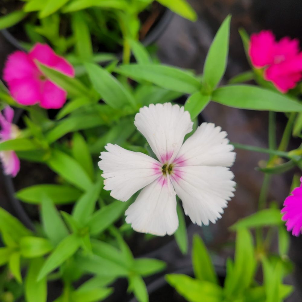 Dianthus Ideal Select Mix