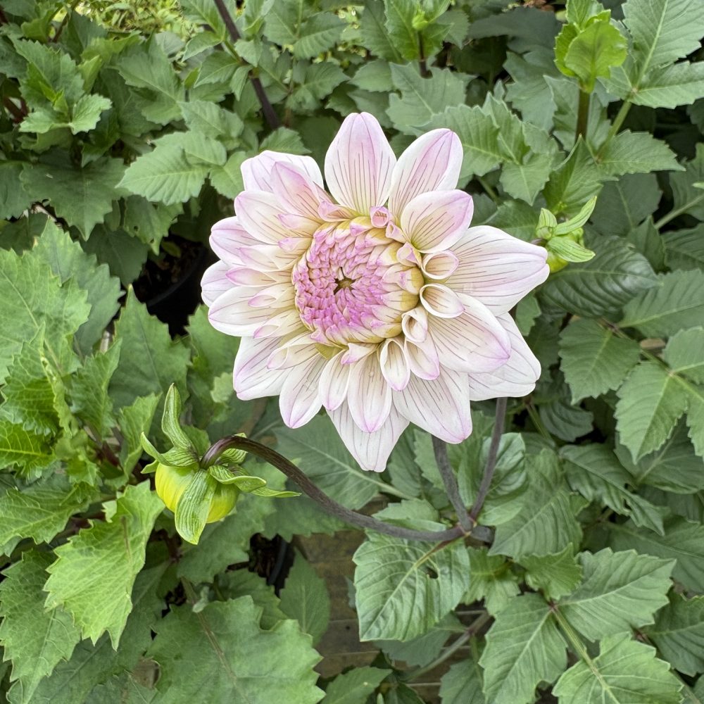 Dahlia 'Melon Mist' / Melon Mist Dahlia