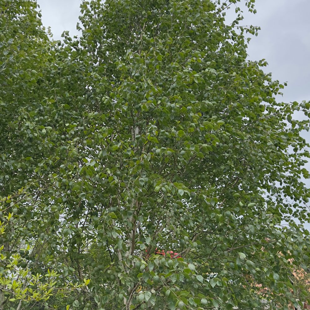 Betula utilis / Himalayan Birch