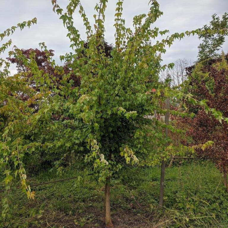 Acer buergerianum / Trident Maple