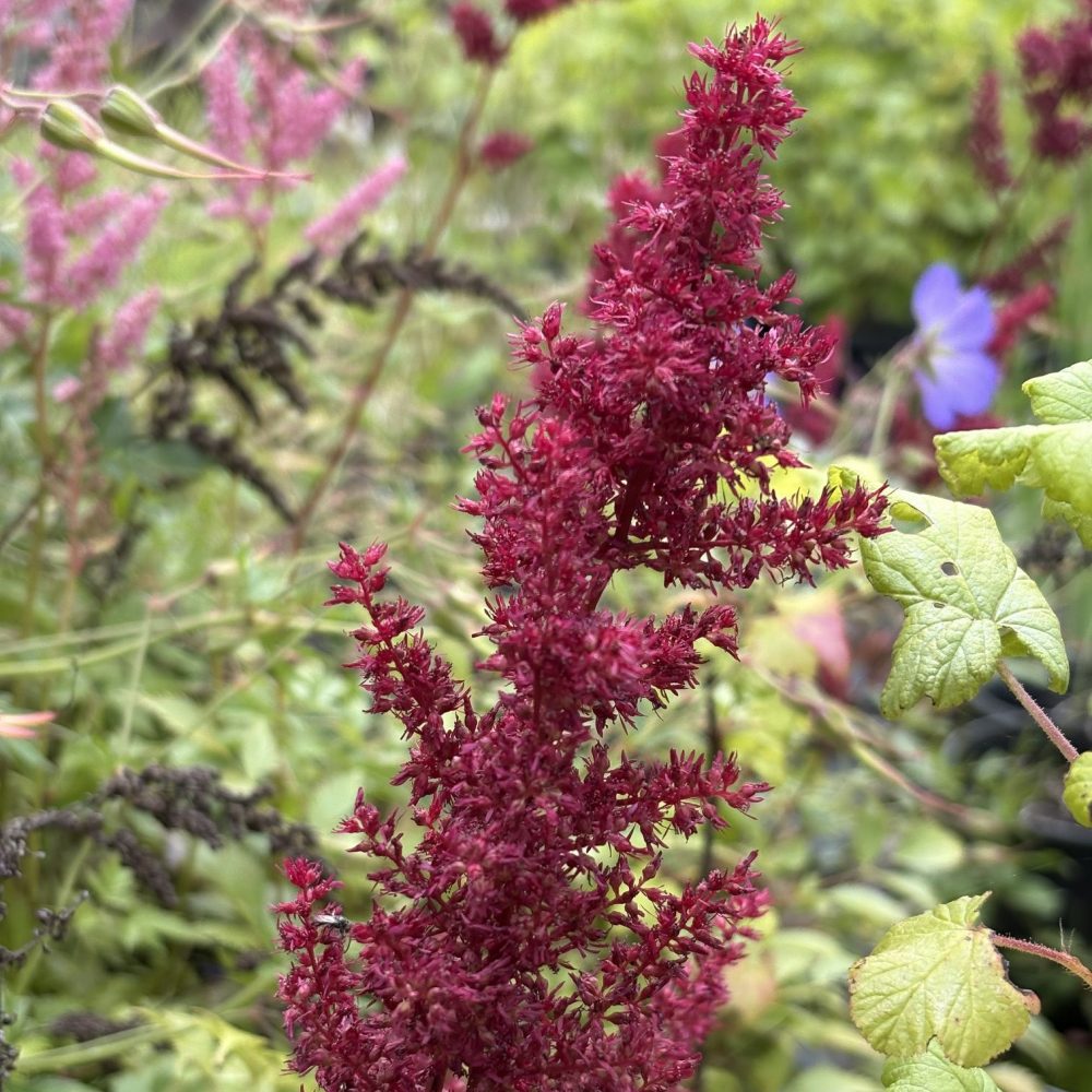 Astilbe x arendsii 'Fanal' / Fanal Astilbe