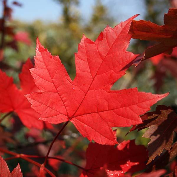 Acer x freemanii 'Jeffersred' / Autumn Blaze Maple