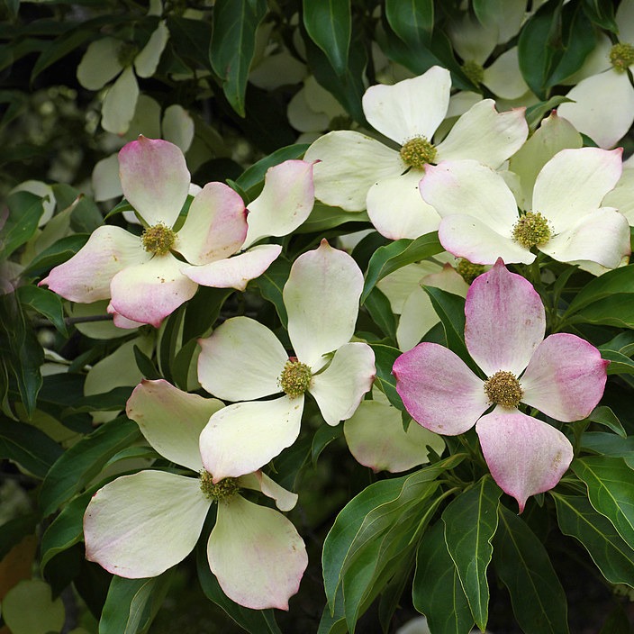 Cornus florida / Flowering Dogwood