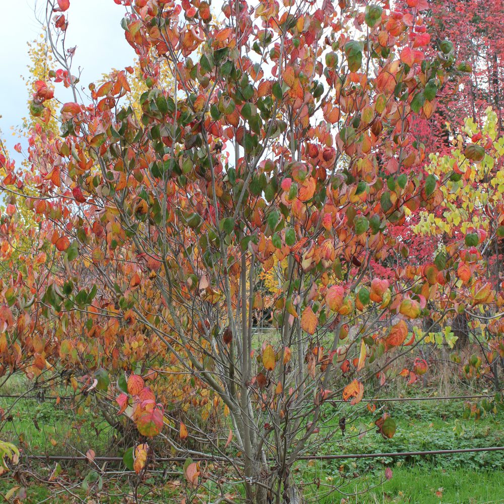 Cornus kousa 'Chinensis' / Chinese Dogwood