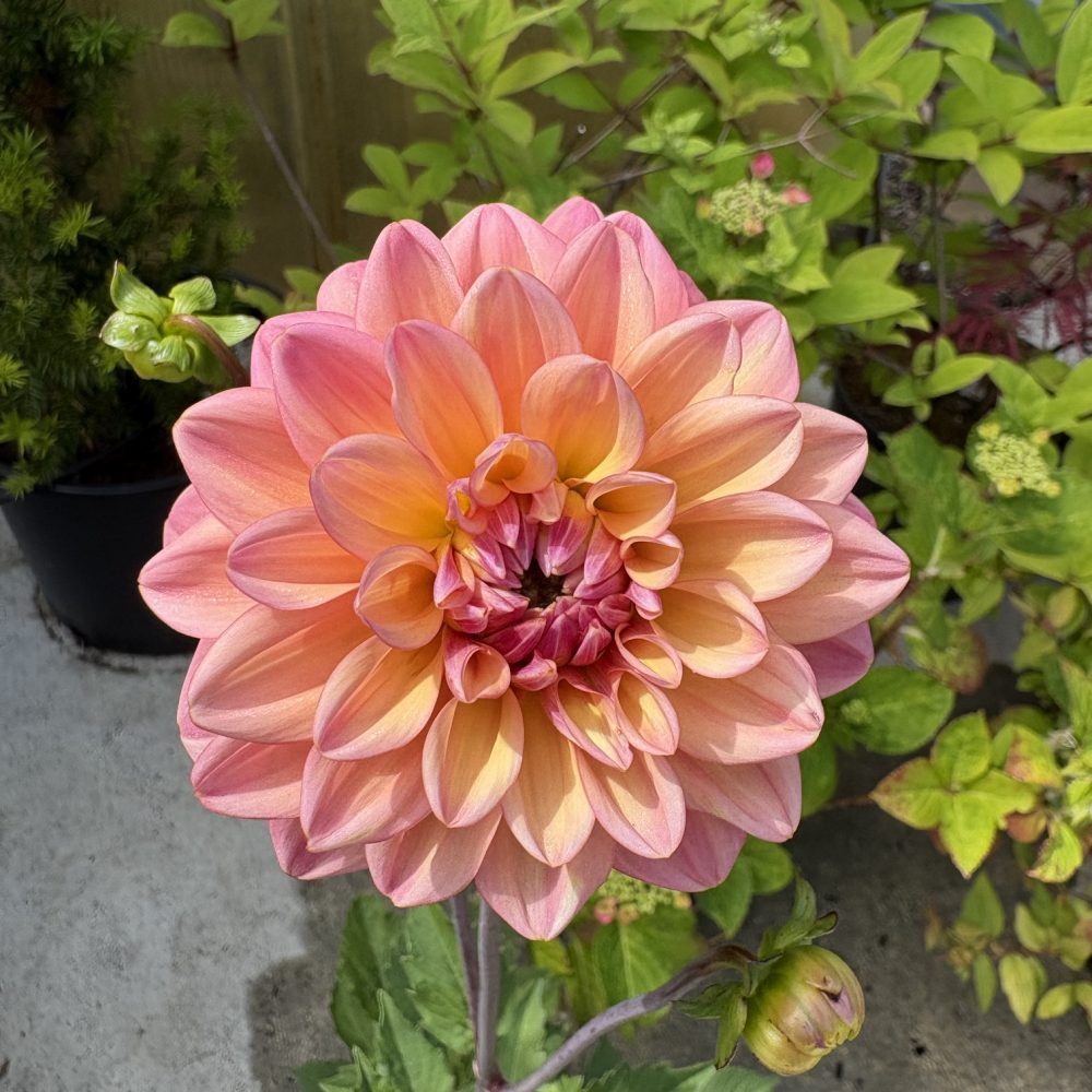 Dahlia 'Dolce Amore' / Dolce Amore Dahlia