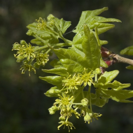 Acer campestre / Hedge Maple