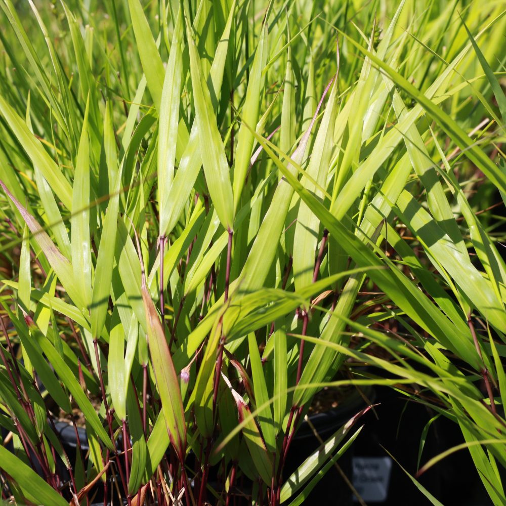 Hakonechloa macra / Japanese Forest Grass