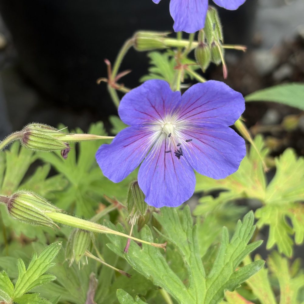 Geranium 'Johnson's Blue' / Johnsons Blue Geranium