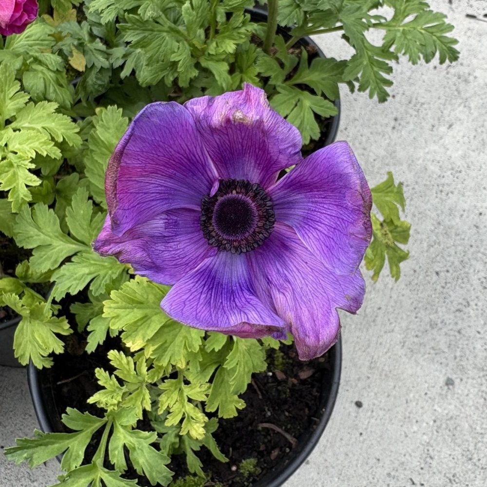 Anemone Mona Lisa Mix / Windflower