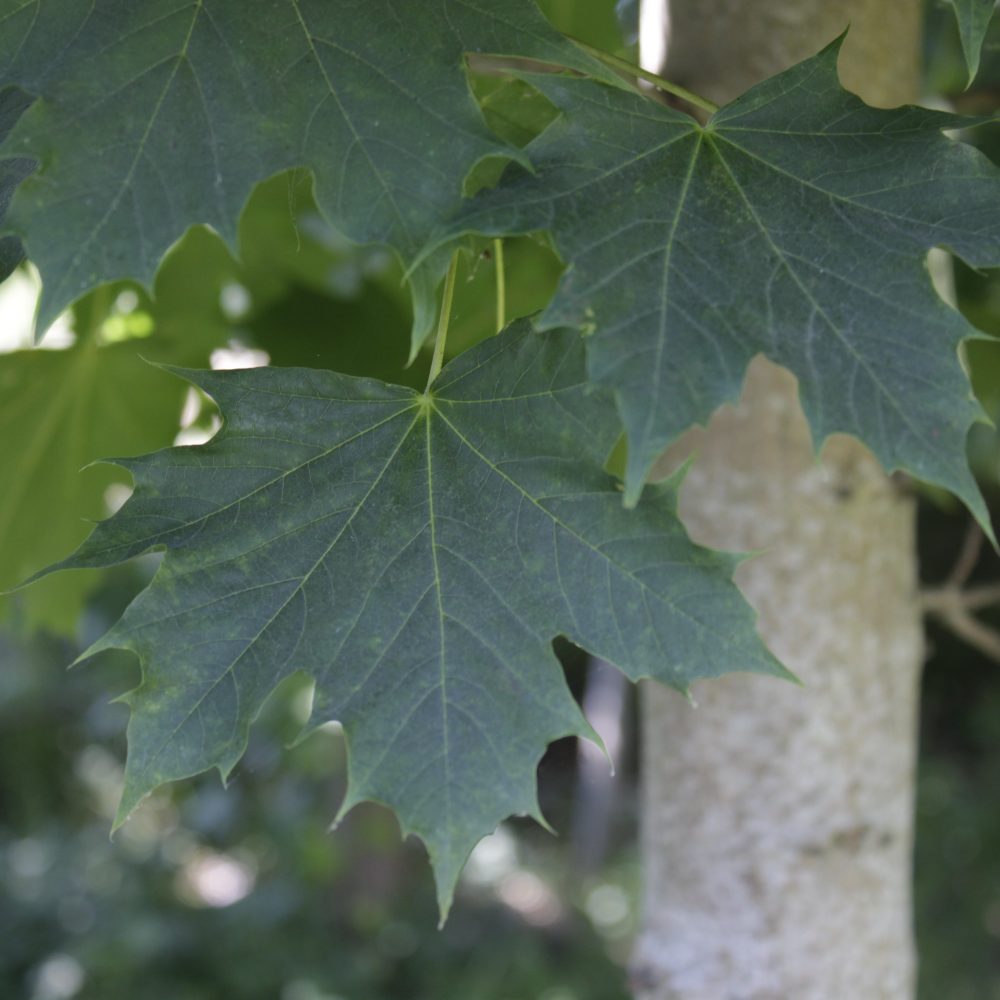 Acer platanoides / Norway Maple