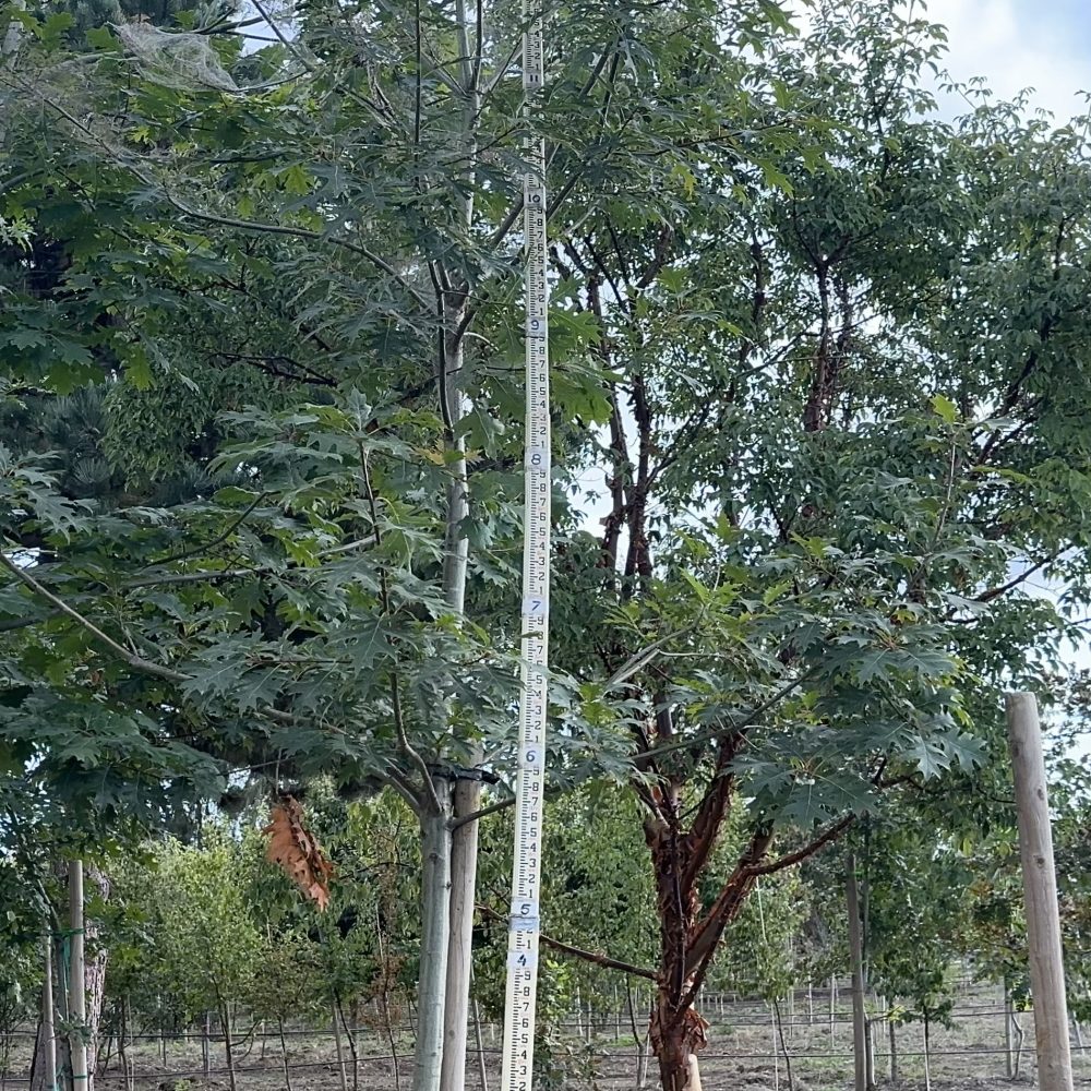 Quercus coccinea / Scarlet Oak