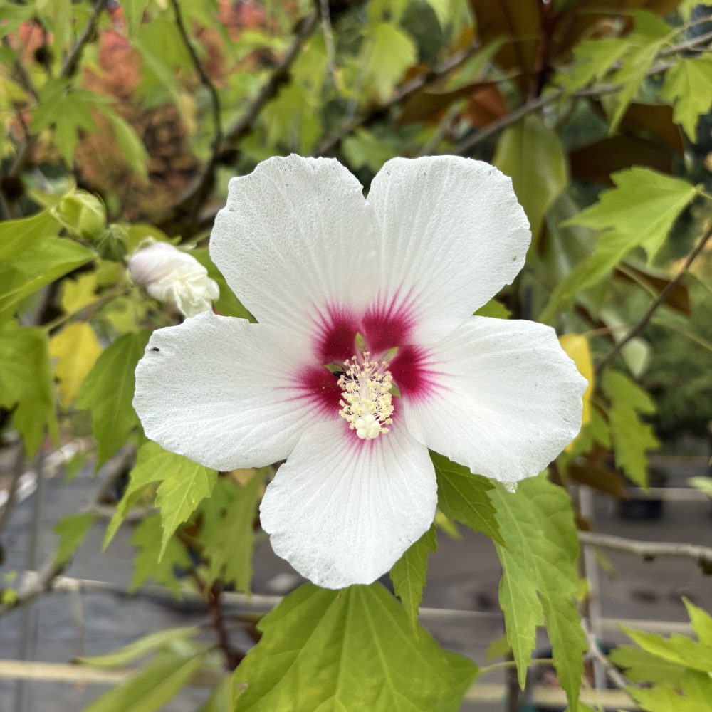 Hibiscus syriacus 'Red Heart' / Red Heart Hibiscus