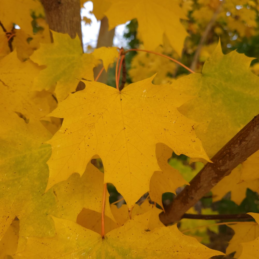 Acer saccharum / Sugar Maple