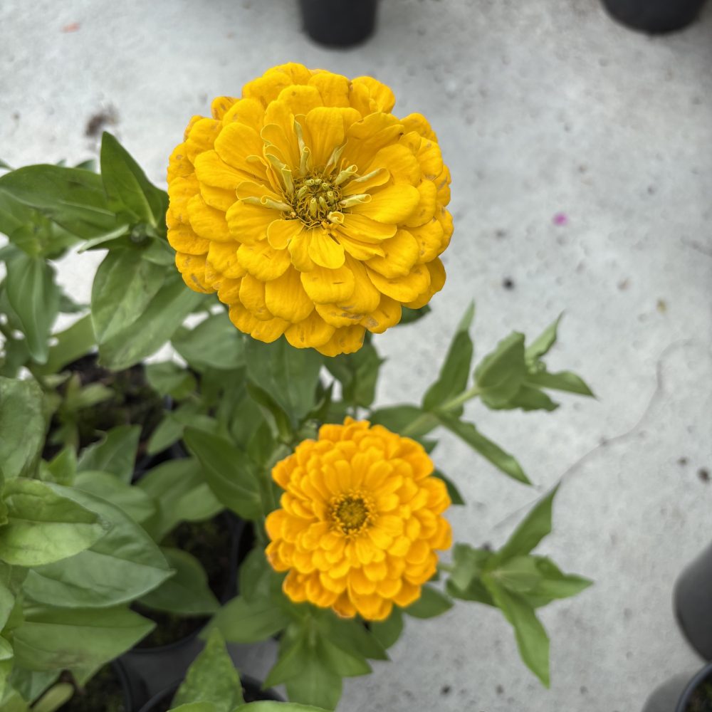 Zinnia Giant Formula Mix