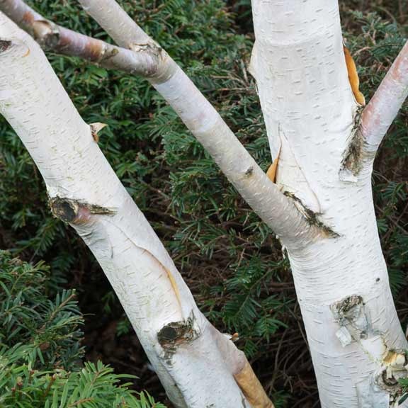 Betula utilis var. jacquemontii / White-Barked Himalayan Birch