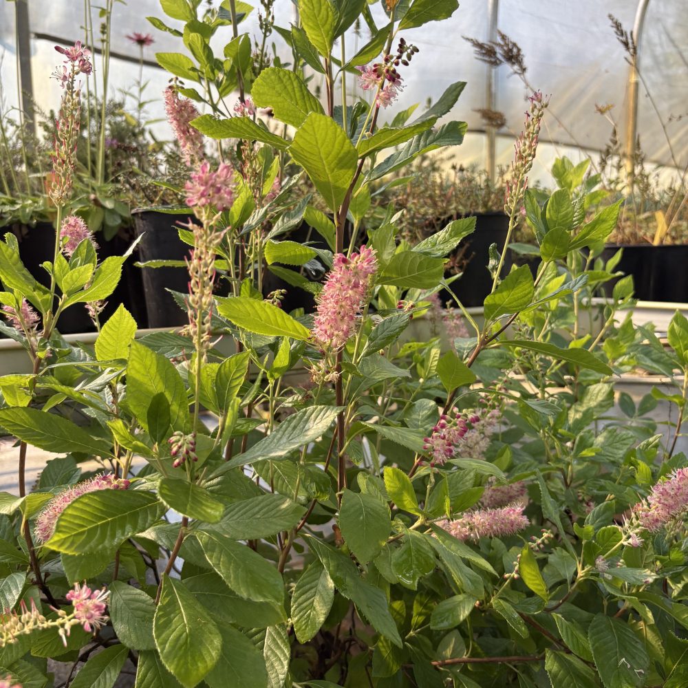 Clethra alnifolia 'Ruby Spice' / Ruby Spice Summersweet