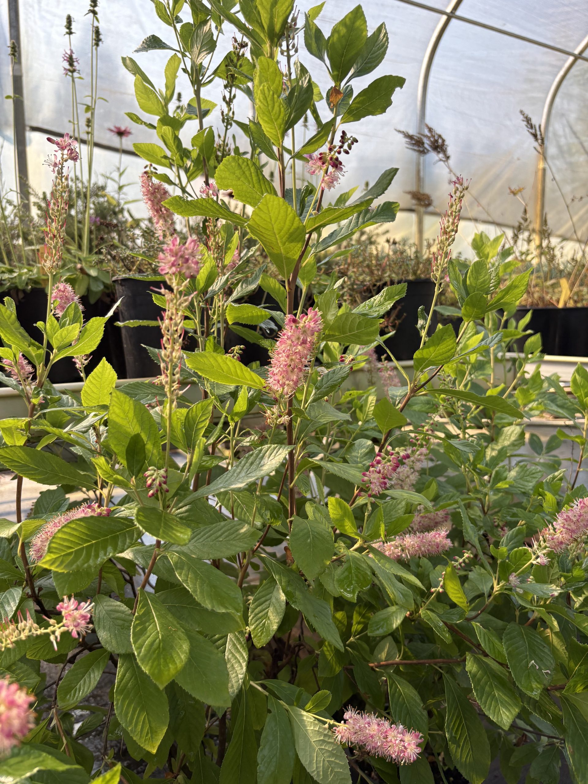 Clethra alnifolia ‘Ruby Spice’ / Ruby Spice Summersweet