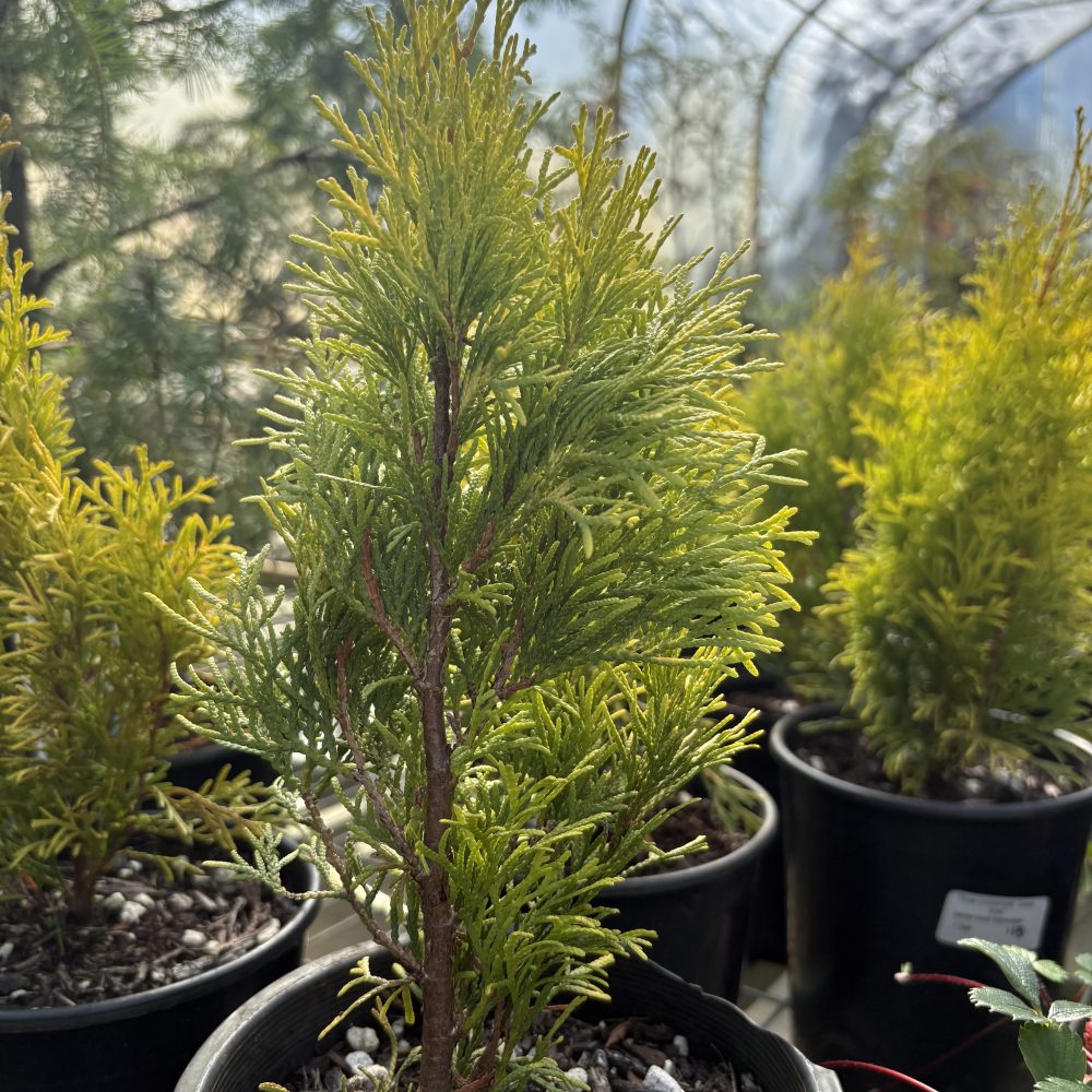 Thuja occidentalis 'Janed Gold' / Janed Gold Arborvitae