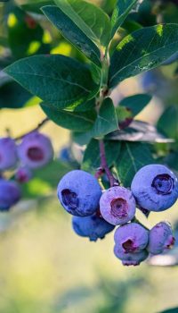 Vaccinium corymbosum, known as highbush blueberry, is native to eastern North America where it typically grows in moist woods, bogs, swamps and low areas. Berries aftre rain.