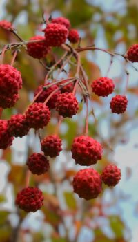 Cornus kousa 'Chinensis' edit 4